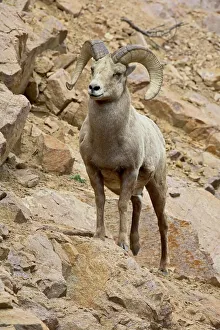 Horn Prints: Bighorn sheep (Ovis canadensis) ram on rocky slope
