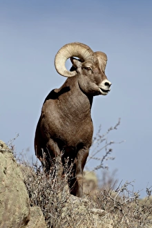 Images Dated 2nd December 2010: Bighorn sheep (Ovis canadensis) ram during the rut, Arapaho National Forest, Colorado