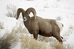 Yellow Stone Prints: Bighorn sheep (Ovis canadensis) ram in the snow