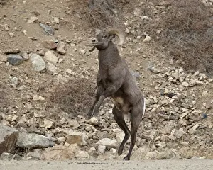 Horn Prints: Bighorn sheep (Ovis canadensis) ram about to start a head butt durng the rut