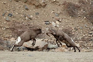 Sheep Collection: Two bighorn sheep (Ovis canadensis) rams butting heads during the rut, Clear Creek County, Colorado