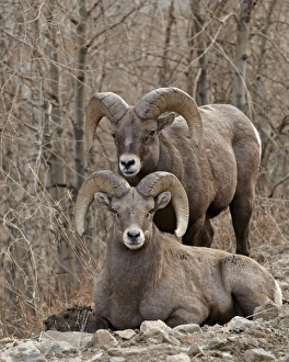 Horn Prints: Two bighorn sheep (Ovis canadensis) rams during the rut