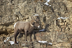 Horn Prints: Bighorn sheep (Ovis canadensis) in the winter