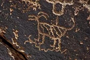 Images Dated 11th February 2010: Bighorn sheep petroglyph, Petrified Forest National Park, Arizona, United States of America