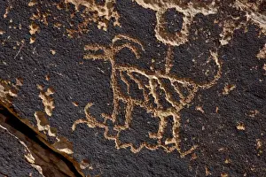 Petroglyphs Prints: Bighorn sheep petroglyph, Petrified Forest National Park