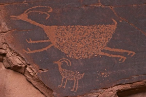 Petroglyph Prints: Bighorn Sheep at the Suns Eye. Anasazi Petroglyphs