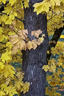 Bigleaf maple (Oregon maple) (Acer macrophyllum) in the fall, Mount Hood National Forest, Oregon, United States of America, North America
