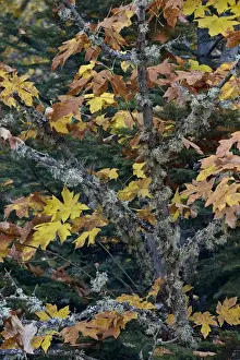 National Forest Prints: Bigleaf maple (Oregon maple) (Acer macrophyllum) in the fall