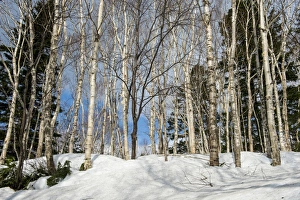 Botanical Prints: Birch tree forest in the Daisetsuzan National Park, UNESCO World Heritage Site, Hokkaido