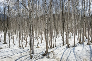 Birch Prints: Birch tree forest, Furano, Hokkaido, Japan, Asia