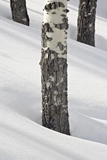 Birch tree trunks in snow, Yellowstone National Park, Wyoming, United States of America