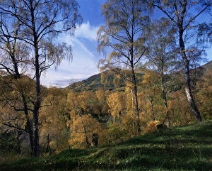 Birch Prints: Birch trees in autumn
