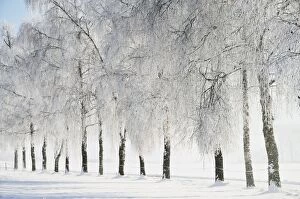 Images Dated 4th December 2010: Birch trees with hoarfrost, near Villingen-Schwenningen, Black Forest-Baar