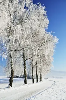 Birch trees with hoarfrost, near Villingen-Schwenningen, Black Forest-Baar