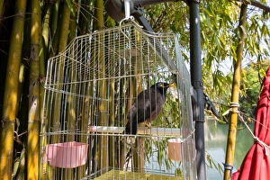 Bird in a cage in Lijiang, Yunnan, China, Asia