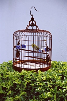 Hobby Prints: Bird in a cage, Yuen Po Bird Garden, Mong Kok, Kowloon, Hong Kong, China, Asia