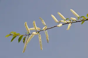 Pla Nts Prints: Bird cherry tree (Prunus padus Watereri) flowering branch against blue sky