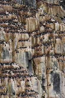 Bird cliff