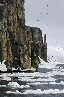 Bird Cliff