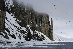 Bird Cliff