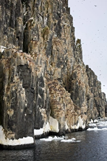 Bird Cliff