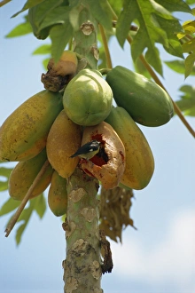 Tobago Prints: Bird eating pawpaws on tree