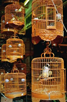 Selling Prints: The Bird Market, Hong Lok Street, Mongkok, Kowloon, Hong Kong, China