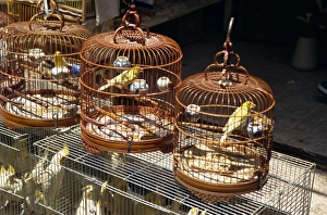 Kowloon Prints: Bird market, Kowloon, Hong Kong, China, Asia