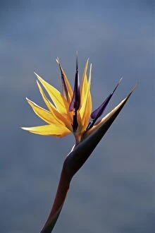 Flowering Collection: Bird of paradise flower (Strelitzia reginae)
