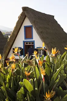 Flowers Prints: Bird of Paradise flowers bloom in front of a traditional thatched Palheiro A-frame house in the town of Santana