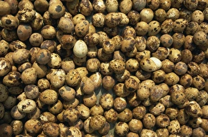 Uniformity Prints: Birds eggs for sale, Gulang Island, Shandong, China, Asia