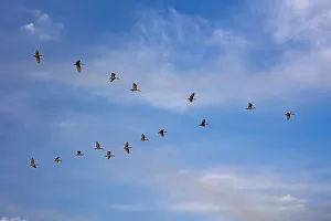 Spread Wings Prints: Birds flying over the Saloum river delta in Senegal, West Africa, Africa