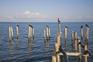 Jetties Prints: Birds on jetty posts, Caye Caulker, Belize, Central America