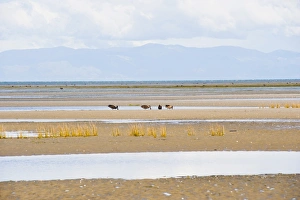 Flat Prints: Birds and mountains at Farewell Spit, Golden Bay, South Island, New Zealand