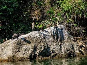 Sumidero Prints: Birds at the rock in Sumidero Canyon, Chiapas State, Mexico