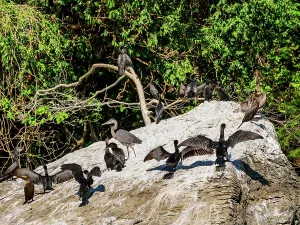 Sumidero Prints: Birds at the rock in Sumidero Canyon, Chiapas State, Mexico