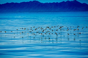 Birds, Whale Watching, Magdalena Bay, Mexico, North America