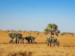 Tall Prints: Bismarck palm trees grow on the plains of Madagascar under a clear blue sky