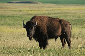 Bison (Bison bison)