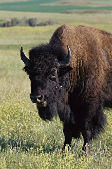 Buffalo Prints: Bison (Bison bison)