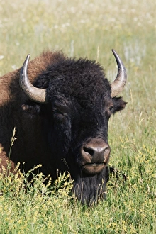 Bison (Bison bison)