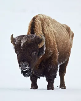Wild Animals Prints: Bison (Bison bison) bull covered with frost in the winter
