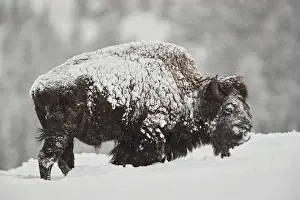 Bison Prints: Bison (Bison bison) bull covered with snow in snowfall in the winter
