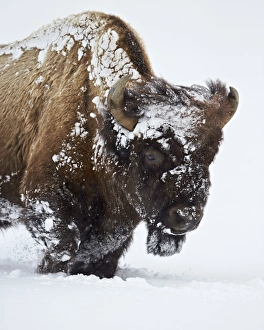 Bison (Bison bison) bull covered with snow in the winter, Yellowstone National Park, Wyoming, United States of America, North America Bison (Bison bison) bull covered with snow in the winter, Yellowstone National Park, Wyoming, United States of America, North America