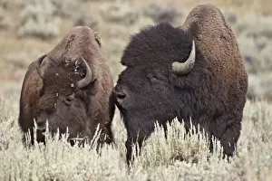 Bull Prints: Bison (Bison bison) bull and cow
