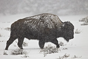 Bull Prints: Bison (Bison bison) bull in a spring snowstorm