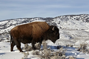 Bull Prints: Bison (Bison bison) bull in the winter