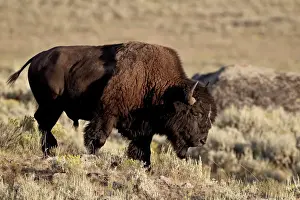 Bull Prints: Bison (Bison bison) bull, Yellowstone National Park