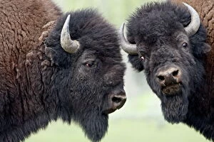 Images Dated 15th July 2008: Two bison (Bison bison) bulls facing off, Yellowstone National Park, Wyoming