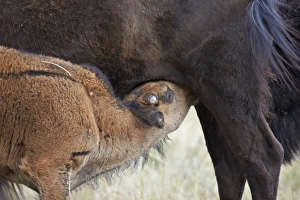 Nursing Prints: Bison (Bison bison) calf nursing